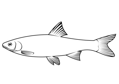 Common Dace (Leuciscus Leuciscus) Coloring Page